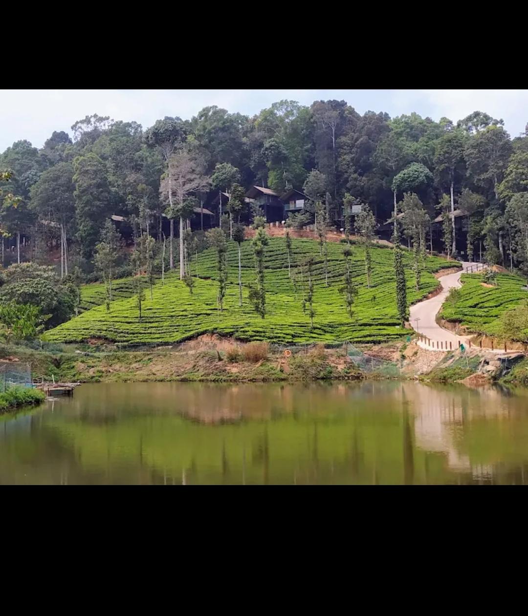 Tea Garden Lake View Ooty